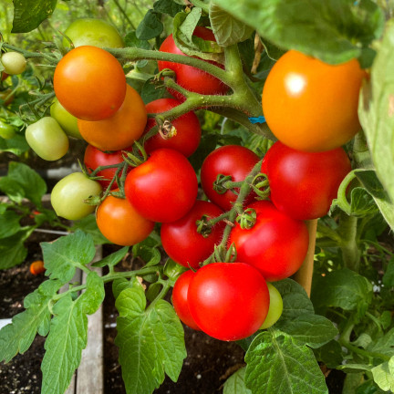 SUM78 Soluble Fertilizer for Tomatoes and Peppers, 250g – Power of Abundance, Bountiful Harvest