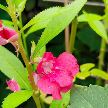 R1132 BALSAMIN KAMELIE ZWERG SAMEN BETT TOPF PASTELL BLUMEN