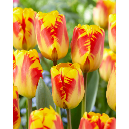 CEB1 TULPE BANJA LUKA BLUMENZWIEBEL BLUMENZWIEBELN 50 STÜCK