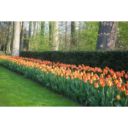 CEB1 TULIP BANJA LUKA BLUMENZWIEBELN 50 STÜCK.