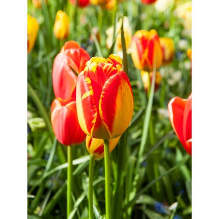 CEB1 TULIP BANJA LUKA BLUMENZWIEBELN 50 STÜCK.