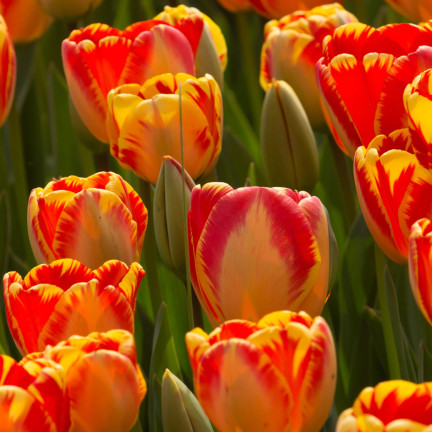 CEB1 TULIP BANJA LUKA BLUMENZWIEBELN 50 STÜCK.