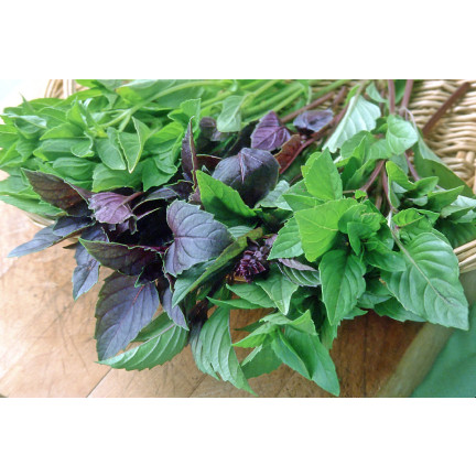 Z3129 AROMATISCHE BAZLIA MISCHUNG VON SORTEN UND FARBEN FÜR DIE ITALIENISCHE KÜCHE 1G
