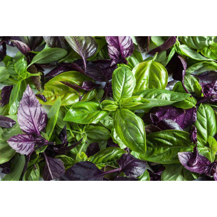 Z3129 AROMATISCHE BAZLIA MISCHUNG VON SORTEN UND FARBEN FÜR DIE ITALIENISCHE KÜCHE 1G