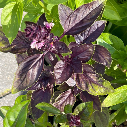 Z3129 AROMATISCHE BAZLIA MISCHUNG VON SORTEN UND FARBEN FÜR DIE ITALIENISCHE KÜCHE 1G