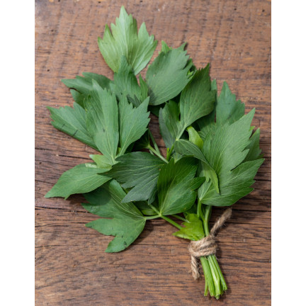 Z3017 LIEBSTÖCKEL GARTEN KRÄUTER SAMEN MEHRJÄHRIGE GEWÜRZ AROMATISCH MAGI 1G