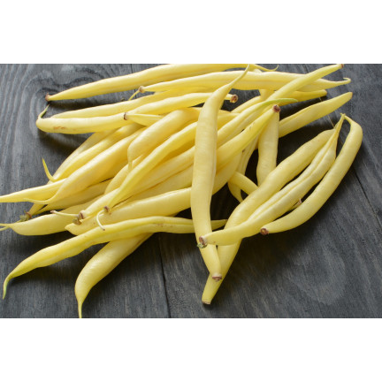 W1047 ZWERGBOHNE GELB BERGGOLD B. FRÜHE BOHNENSAMEN 50G