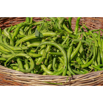 W1046 FAZOLE MUNGO ZELENÉ LUSKY HILDS NECKARKÖNIGIN FAZOLE SEMENA 10G