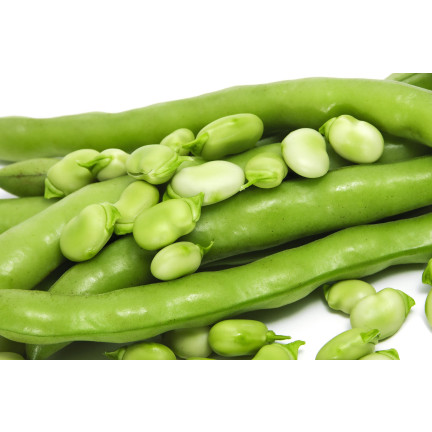 W1006 SEMENA WINDSORSKÝ BÍLÝ BOB STŘEDNĚ RANÝ VELMI PLODNÝ 50G