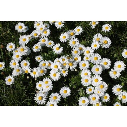 R4638 LUČNÍ SEDMIKRÁSKA BÍLÁ TRÁVNÍKOVÁ SEDMIKRÁSKA KVĚTINOVÁ SEMENA 0,2G