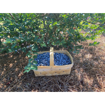 SUM81 Eco-Friendly Blueberry Fertilizer – Organic Granular Blueberry Fertilizer, 1 kg