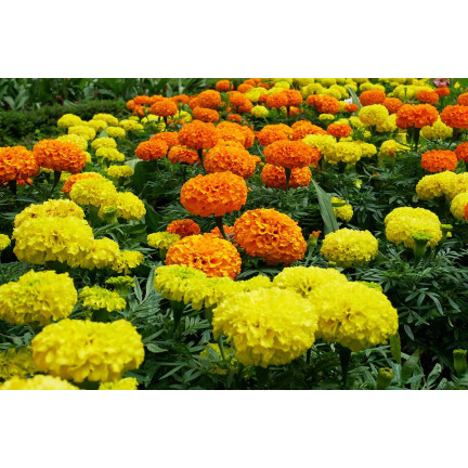 Large-flowered Tagetes 'Moonlight', Tagetes flower seeds, edible flowers, 1 g