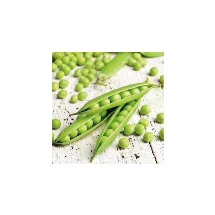 W0746 SCHALERBSE SECHS WOCHEN ALTES SAATGUT 50G SCHNELLE ERNTE
