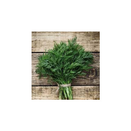 W1093 DILL DILLSAMEN FRÜH ZUM BEIZEN 5G