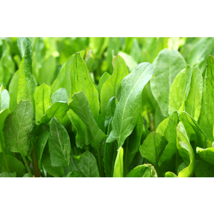 W1232 SZCZAW NASIONA WIELOLETNI WITAMINY ŻELAZO POTAS MROZOODPORNY 3G