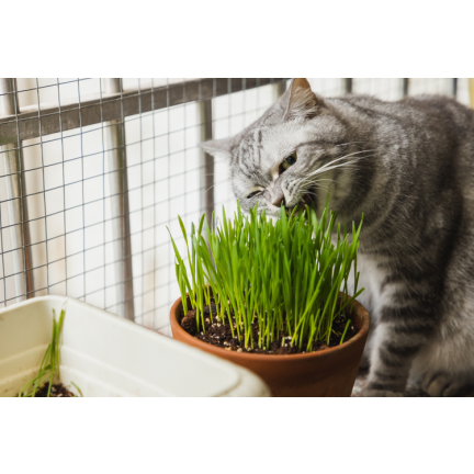 Cat grass, grass seed mix, Kici Mix, Toraf 30g