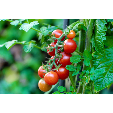 SUM78 Soluble Fertilizer for Tomatoes and Peppers, 250g – Power of Abundance, Bountiful Harvest