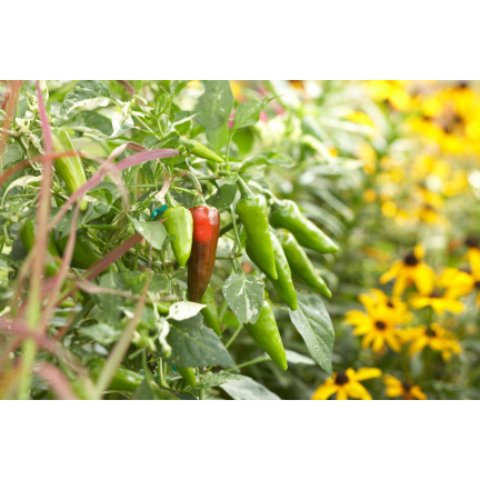 SUM79 Organic Fertilizer for Tomatoes and Vegetables, Sumin Organic, 1 kg, Organic Granules