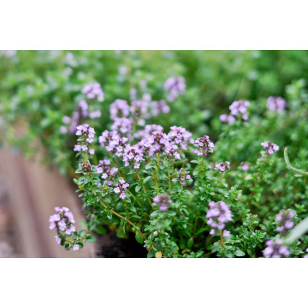 Z3035 TYMIÁN SPRÁVNÁ SEMENA BYLIN KOŘENÍ AROMATICKÉ 0,3G
