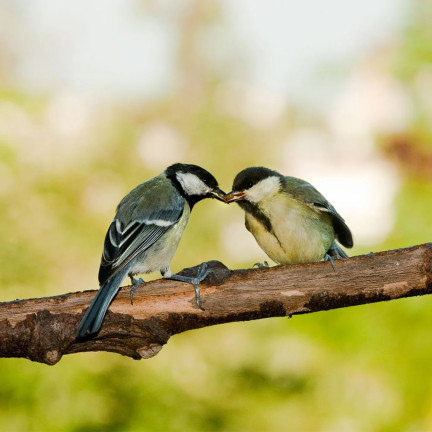 Getrocknete Larven der Weißen Fliege für Vögel, Futter mit hohem Proteingehalt, 125g
