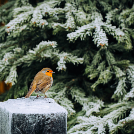KELÍMEK S KRMIVEM PRO PTÁKY TURDUS 400G VYSOCE ENERGETICKÉ ZIMNÍ KRMIVO