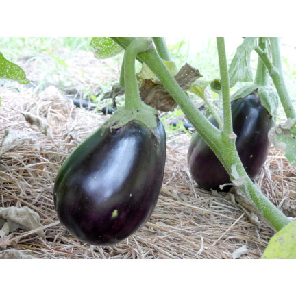 W1003 SEMENA LILKU BLACK BEAUTY PURPLE PEAR OF LOVE 1G