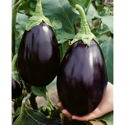 W1003 SEMENA LILKU BLACK BEAUTY PURPLE PEAR OF LOVE 1G