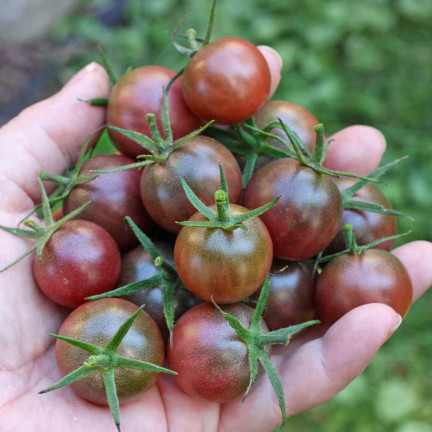 W9558 ČERNÁ CHERRY RAJČATA VYSOCE MLETÁ 0,3 G SEMEN RAJČAT