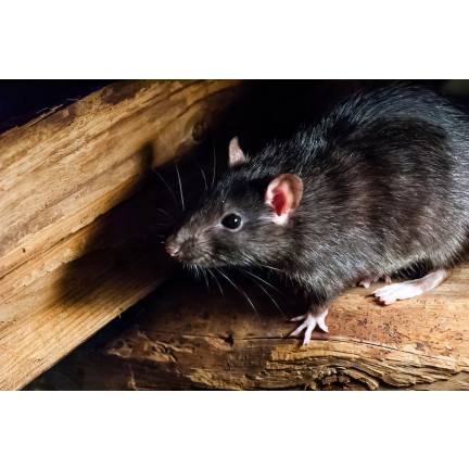 Granular poison for mice, rodents, and rats, 25 ppm, Sumin box, 480 g (4 x 120 g)
