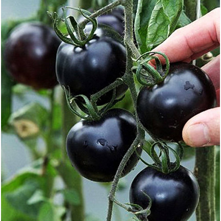W6830 BODENTOMATE TALL BLACKBALL SAATGUT 0,3G MITTELSPÄTE SORTE