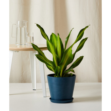 BIO9 ERDE FÜR PALMEN YUCCA DRACAENA 5L SUBSTRAT FÜR GRÜNPFLANZEN MIT BIOVITA DÜNGER