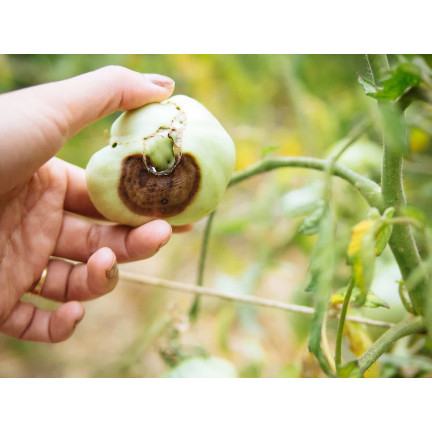 SUM38 HELP PLANT CA KAPALNÉ VÁPENATÉ HNOJIVO PRO STROMY KEŘE OVOCE ZELENINA 20ML SUMIN