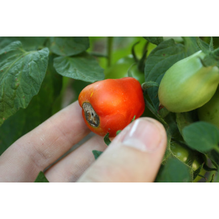 SUM38 HELP PLANT CA KAPALNÉ VÁPENATÉ HNOJIVO PRO STROMY KEŘE OVOCE ZELENINA 20ML SUMIN
