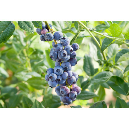 SUM80 Soluble Blueberry Fertilizer 