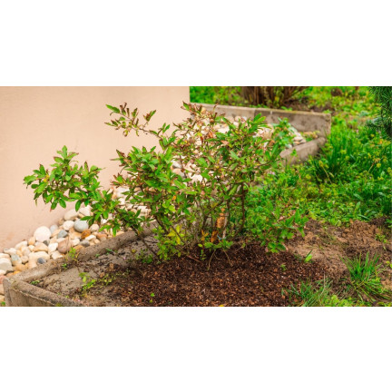 Kyselý zahradnický toff, přísada do substrátu, pro kyselomilné rostliny, borůvky, azalky, Biovita 20l