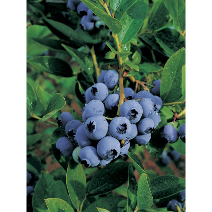 SUM81 Eco-Friendly Blueberry Fertilizer – Organic Granular Blueberry Fertilizer, 1 kg
