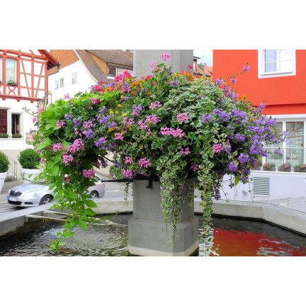 Hanging Geranium Speedy Mix, Pelargonium peltatum F2 hybrids, 10 seeds