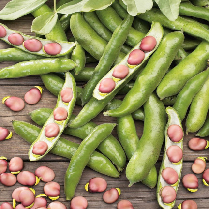 W1007 BÓB KARMAZYN Vicia faba L. var. major karminowo-czerwonej plenny smaczny wczesny 30G