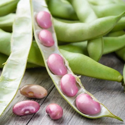 W1007 BÓB KARMAZYN Vicia faba L. var. major karminowo-czerwonej plenny smaczny wczesny 30G