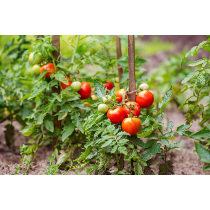 SUM78 Soluble Fertilizer for Tomatoes and Peppers, 250g – Power of Abundance, Bountiful Harvest