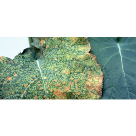 SUM37 Help Plant B postřik proti nedostatku bóru 20 ml, bojuje proti padlí listů