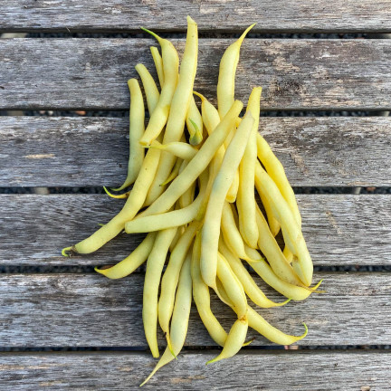 W1047 ZWERGBOHNE GELB BERGGOLD B. FRÜHE BOHNENSAMEN 50G