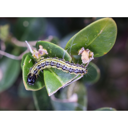 SUM31 Lepinox Plus Insektizid Bekämpft Buchsbaumzünsler-Raupen Sumin 5 g