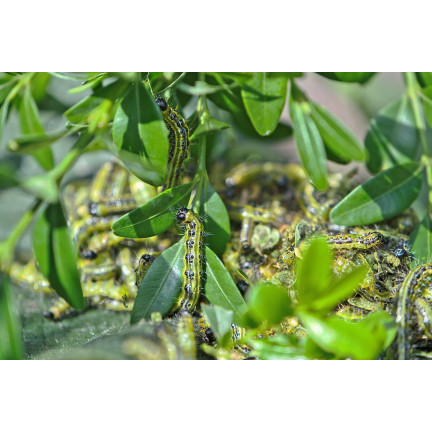 SUM31 Lepinox Plus Insektizid Bekämpft Buchsbaumzünsler-Raupen Sumin 5 g