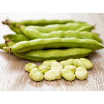 W1006 SEMENA WINDSORSKÝ BÍLÝ BOB STŘEDNĚ RANÝ VELMI PLODNÝ 50G