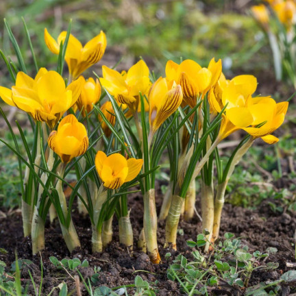 CEB18 KROKUS CEBULKI KROKUSÓW KROKUSY ŻÓŁTE FUSCOTINCTUS CHRYSANTHUS 50SZT