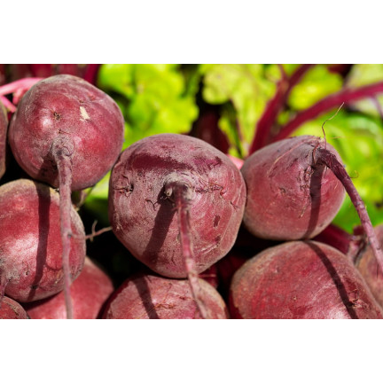 T8001 ROTE BETE AUF BAND ROTE KUGEL SAATBAND ROTE BETE SAMEN 6M