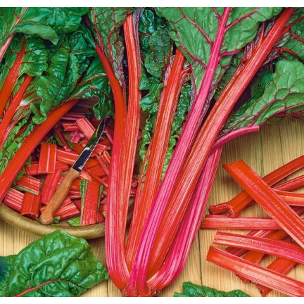 W1017 BURAK LIŚCIOWY soczysty mięsisty jak szpinak zparagi RHUBARB CHARD 5G