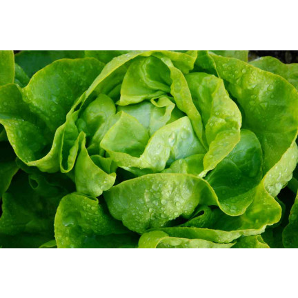 W1217 KOPFSALAT KÖNIGIN DES MAI FRÜHE FESTE SALATSAMEN 2G