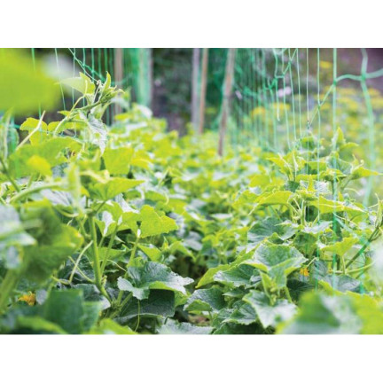 TG67377 trellis for climbing plants, 90x180cm, cucumber ladder